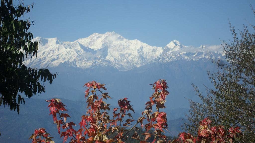Cedar Darjeeling (West Bengal)